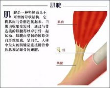 夏季健身，小心肌腱损