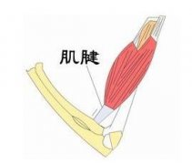 肌腱损伤术前护理有哪